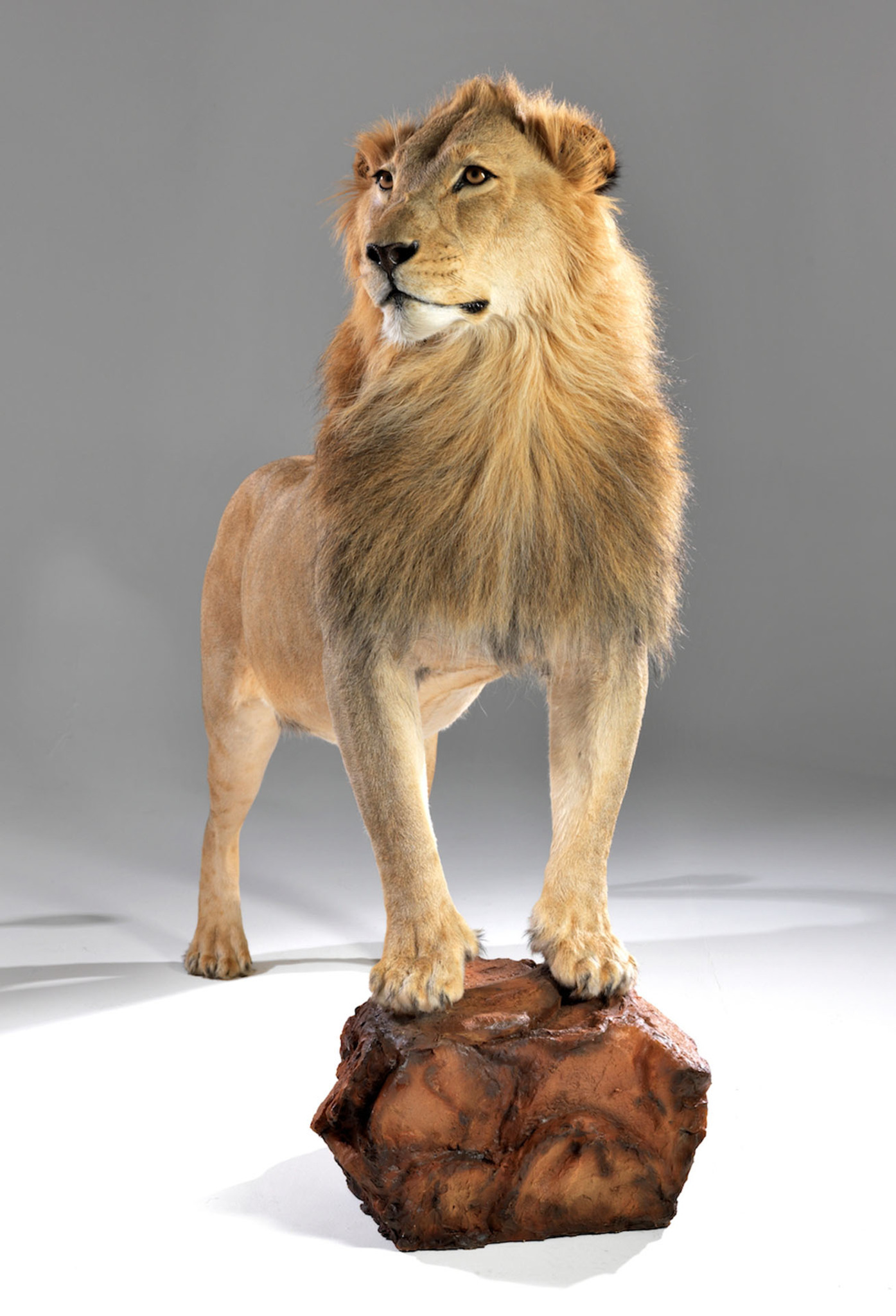 Full Lion Mount on Rock Splitting Image Taxidermy